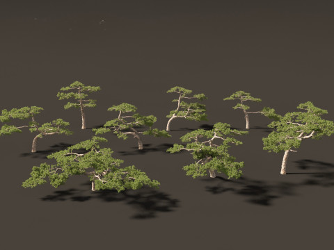 Pinus taiwanensis - the Taiwan red pine 02 3D Model