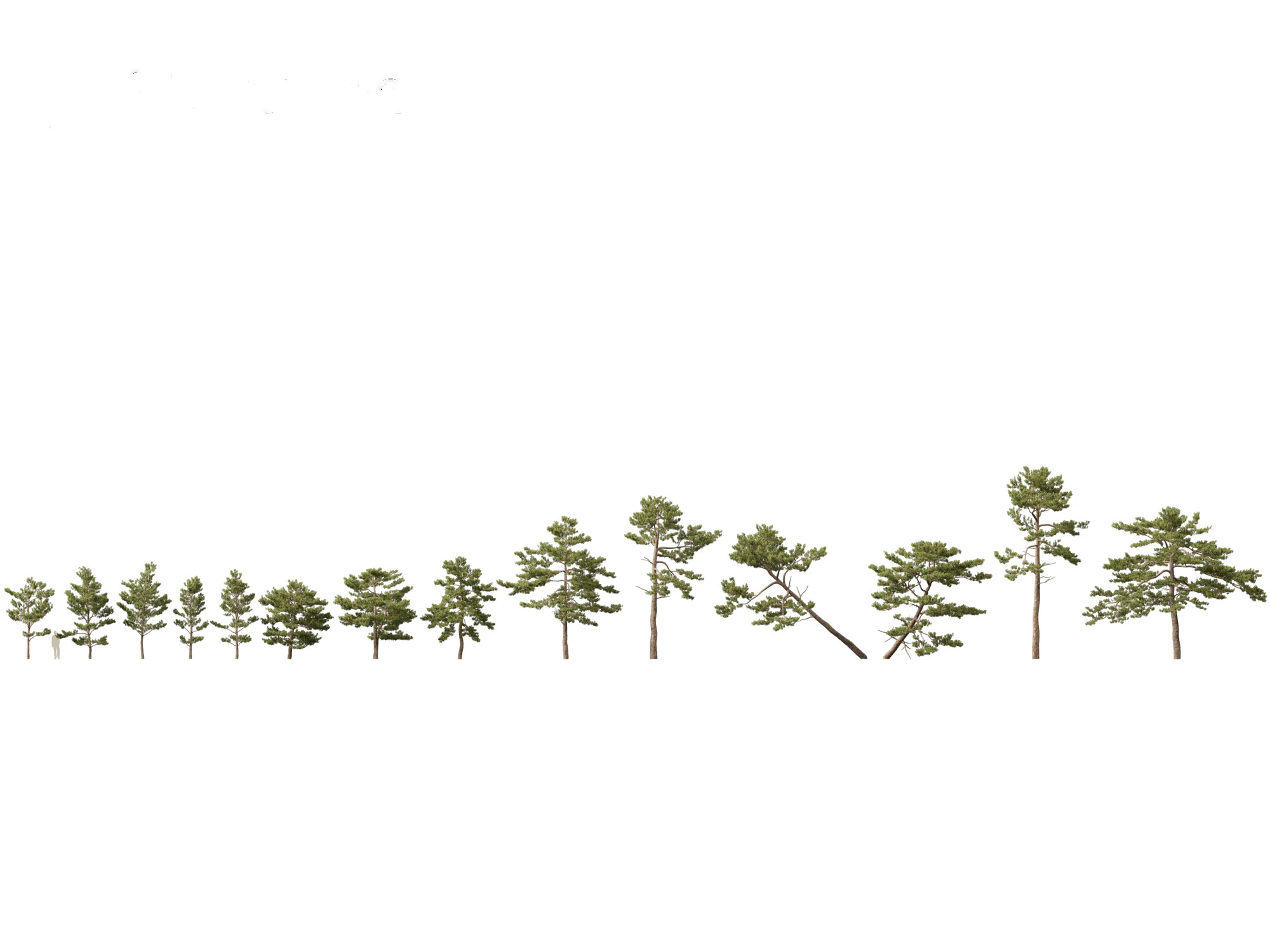 Pinus tabuliformis - Chinese pine 3D Model .c4d .max .obj .3ds .fbx .stl .blend