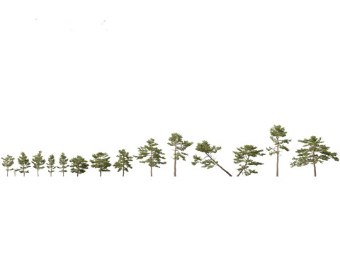 Pinus tabuliformis - Pino cinese Modello 3D