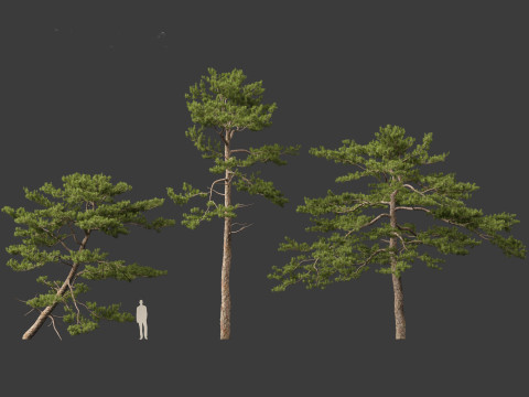 Pinus tabuliformis - Chinese pine Modelo 3D