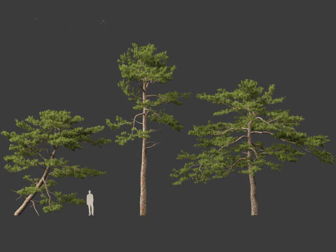 Pinus tabuliformis - Chinese pine 3D Model