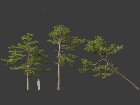 Pinus tabuliformis - Chinese pine Modelo 3D