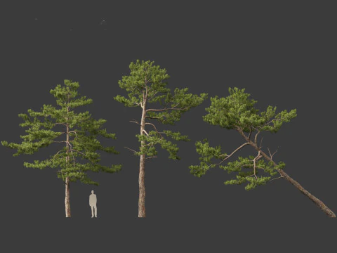 Pinus tabuliformis - Chinese pine 3D Model