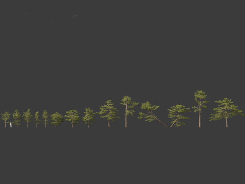Pinus tabuliformis - Chinese pine Modelo 3D