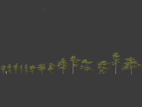 Pinus tabuliformis - Chinese pine 3D Model