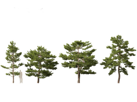 Pinus tabuliformis - Chinese pine 3D Model