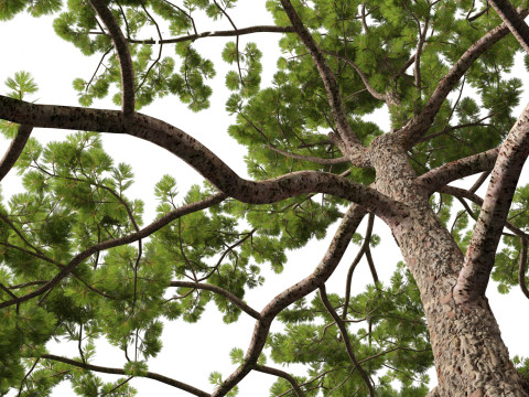 Pinus tabuliformis - Chinese pine Modelo 3D