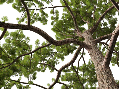 Pinus tabuliformis - Chinese pine 3D Model