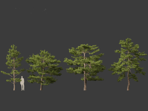 Pinus tabuliformis - Chinese pine Modelo 3D