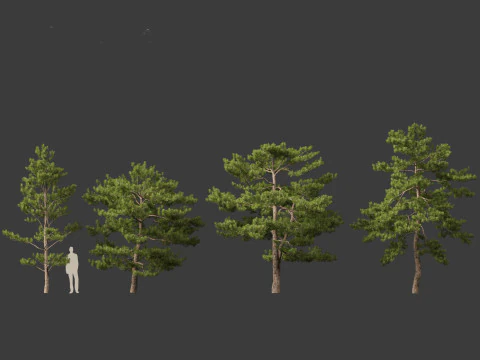 Pinus tabuliformis - Chinese pine 3D Model