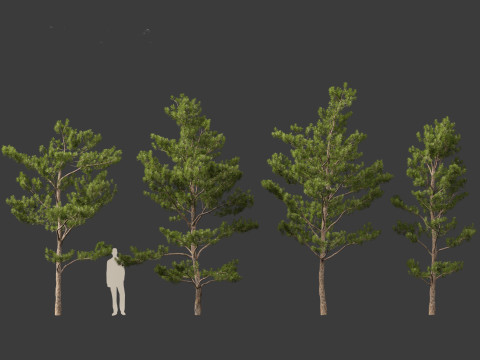 Pinus tabuliformis - Chinese pine Modelo 3D