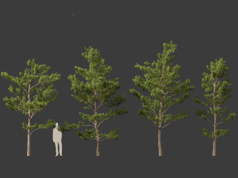 Pinus tabuliformis - Chinese pine 3D Model