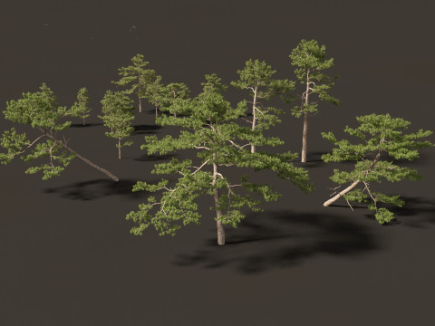 Pinus tabuliformis - Chinese pine Modelo 3D