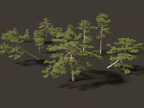 Pinus tabuliformis - Chinese pine 3D Model