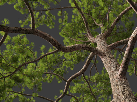 Pinus tabuliformis - Chinese pine Modelo 3D