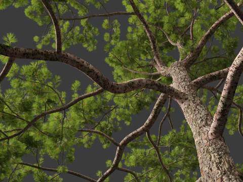 Pinus tabuliformis - Chinese pine 3D Model