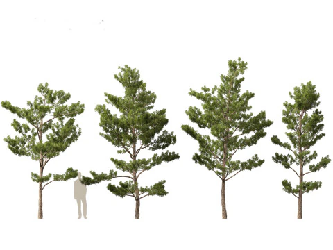 Pinus tabuliformis - Chinese pine 3D Model