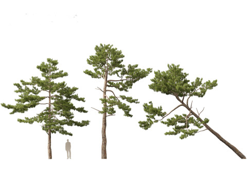 Pinus tabuliformis - Chinese pine Modelo 3D
