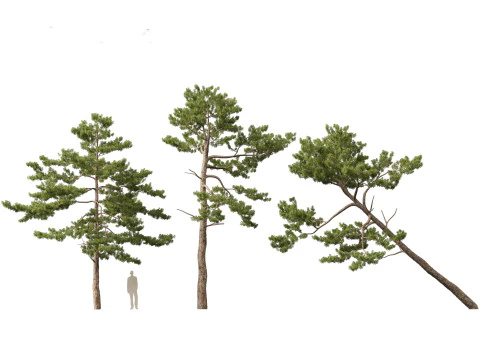Pinus tabuliformis - Chinese pine 3D Model