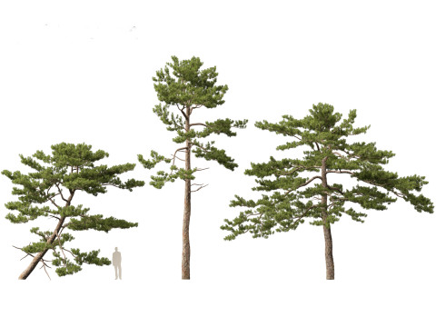 Pinus tabuliformis - Chinese pine Modelo 3D