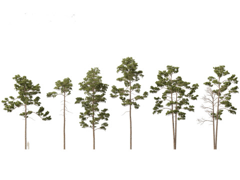 Pinus syluestriformis -Scots pine 3D Model