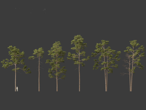 Pinus syluestriformis -Scots pine 3D 모델