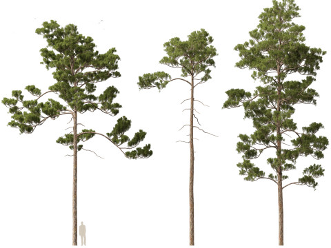 Pinus syluestriformis -Scots pine 3D 모델