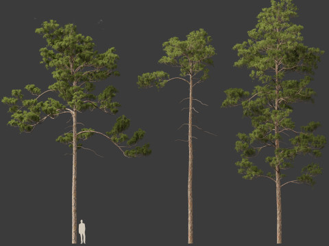 Pinus syluestriformis -Scots pine 3D 모델
