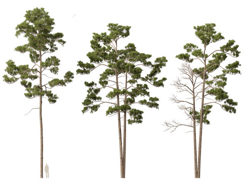 Pinus syluestriformis -Scots pine 3D 모델