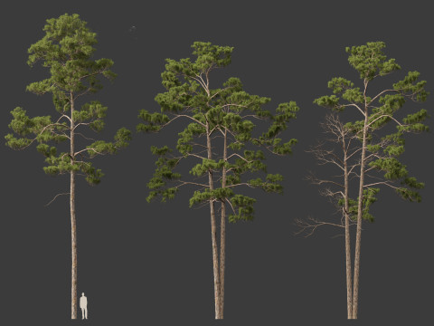 Pinus syluestriformis -Scots pine 3D 모델