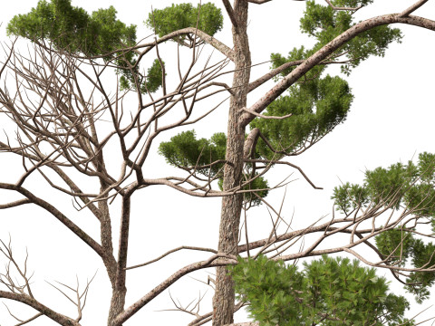 Pinus syluestriformis -Scots pine 3D 모델