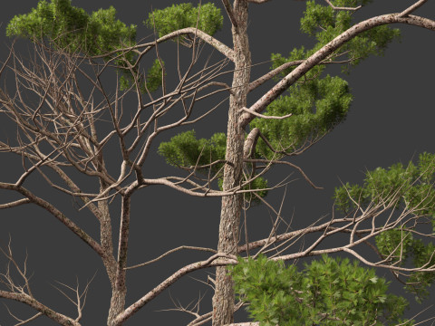 Pinus syluestriformis -Scots pine 3D 모델