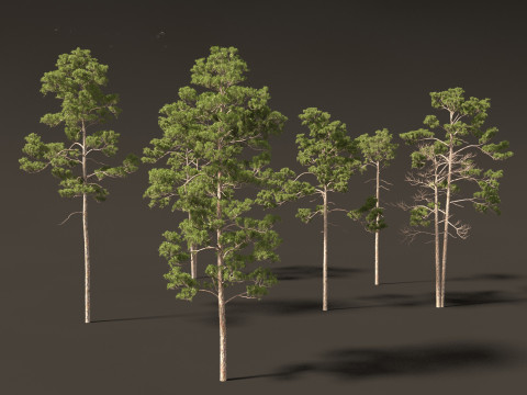 Pinus syluestriformis -Scots pine 3D 모델