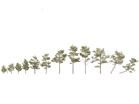Pinus elliottii Slash pine 3D Model