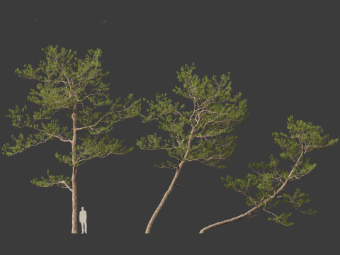 Pinus elliottii Slash pine Modelo 3D