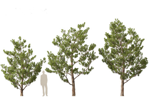 Pinus elliottii Slash pine Modelo 3D