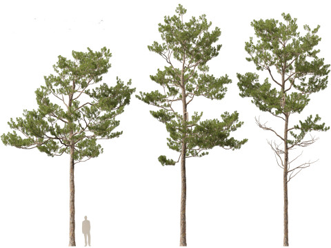 Pinus elliottii Slash pine Modelo 3D