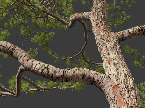 Pinus elliottii Slash pine Modelo 3D
