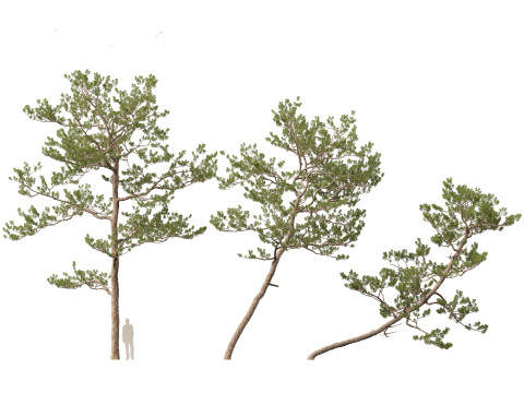 Pinus elliottii Slash pine Modelo 3D