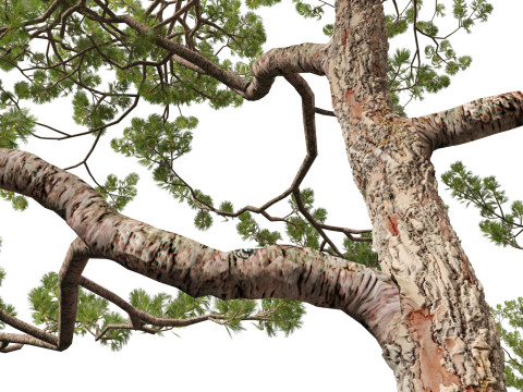 Pinus elliottii Slash pine Modelo 3D