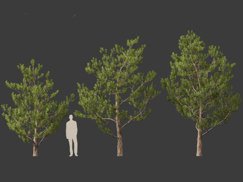 Pinus elliottii Slash pine Modelo 3D