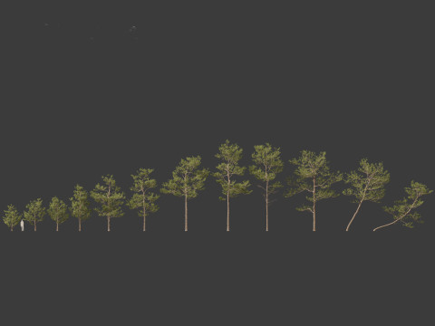 Pinus elliottii Slash pine Modelo 3D
