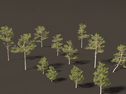 Pinus elliottii Slash pine Modelo 3D