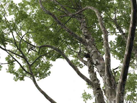 Pinus bungeana - Lacebark pine 3D Model