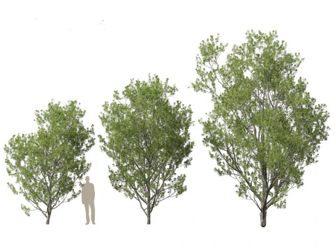 Pinus bungeana - Lacebark pine 3D Model