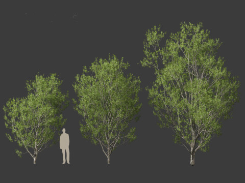 Pinus bungeana - Lacebark pine Modelo 3D