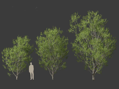 Pinus bungeana - Lacebark pine 3D Model