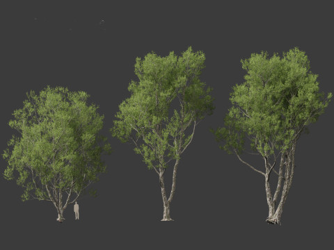 Pinus bungeana - Lacebark pine Modelo 3D