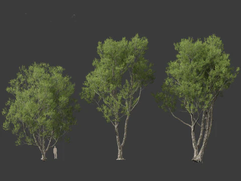 Pinus bungeana - Lacebark pine 3D Model