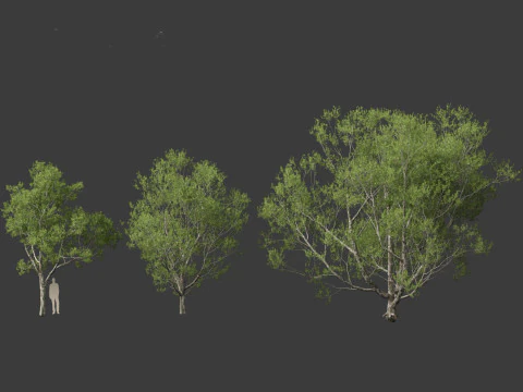 Pinus bungeana - Lacebark pine 3D Model